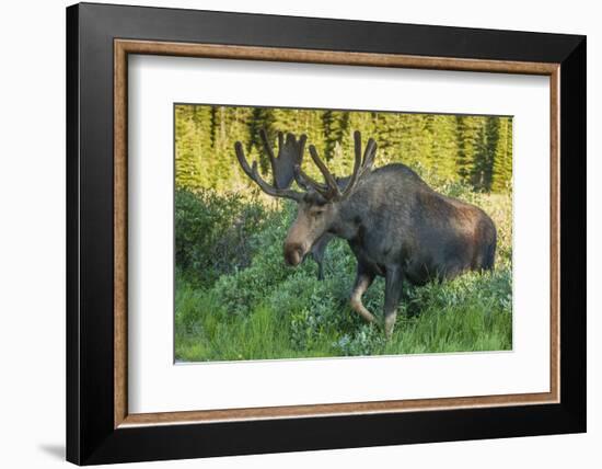 USA, Colorado, Brainard Lake Recreation Area. Bull Moose with Velvet Antlers-Jaynes Gallery-Framed Photographic Print
