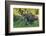 USA, Colorado, Brainard Lake Recreation Area. Bull Moose with Velvet Antlers-Jaynes Gallery-Framed Photographic Print