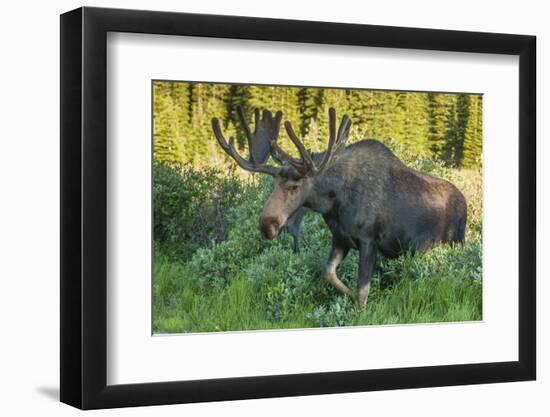 USA, Colorado, Brainard Lake Recreation Area. Bull Moose with Velvet Antlers-Jaynes Gallery-Framed Photographic Print