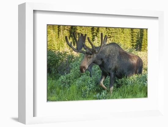 USA, Colorado, Brainard Lake Recreation Area. Bull Moose with Velvet Antlers-Jaynes Gallery-Framed Photographic Print