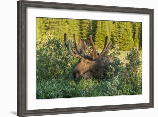 USA, Colorado, Brainard Lake Recreation Area. Bull Moose with Velvet Antlers-Jaynes Gallery-Framed Photographic Print