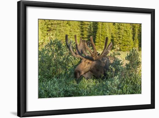 USA, Colorado, Brainard Lake Recreation Area. Bull Moose with Velvet Antlers-Jaynes Gallery-Framed Photographic Print