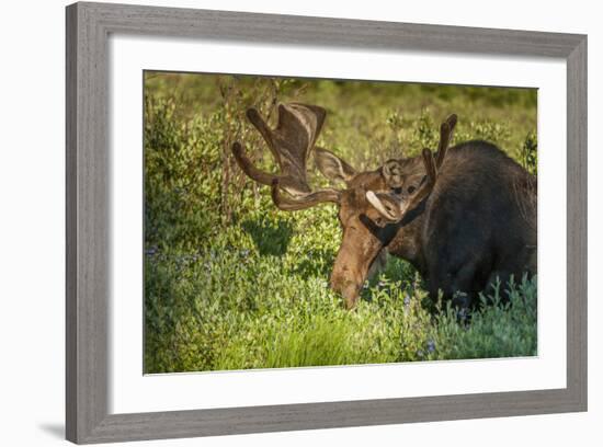 USA, Colorado, Brainerd Lake Recreation Area. Bull Moose with Velvet Antlers-Jaynes Gallery-Framed Photographic Print