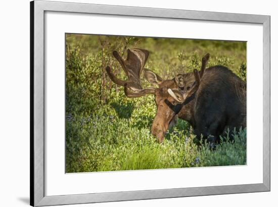 USA, Colorado, Brainerd Lake Recreation Area. Bull Moose with Velvet Antlers-Jaynes Gallery-Framed Photographic Print