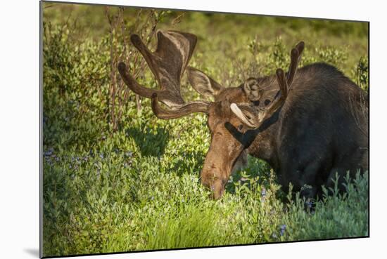 USA, Colorado, Brainerd Lake Recreation Area. Bull Moose with Velvet Antlers-Jaynes Gallery-Mounted Photographic Print
