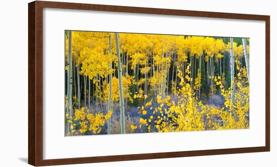 USA, Colorado. Bright Yellow Aspens in Rockies, Cottonwood Pass.-Anna Miller-Framed Photographic Print