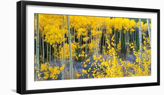 USA, Colorado. Bright Yellow Aspens in Rockies, Cottonwood Pass.-Anna Miller-Framed Photographic Print