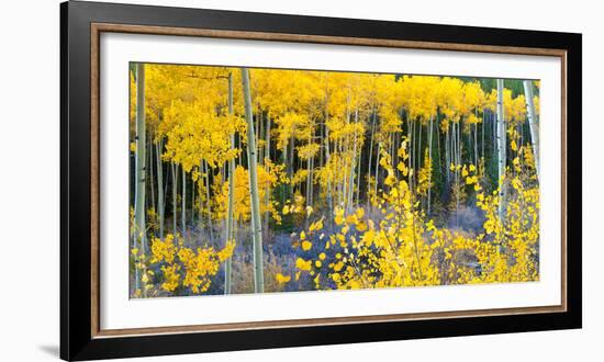 USA, Colorado. Bright Yellow Aspens in Rockies, Cottonwood Pass.-Anna Miller-Framed Photographic Print