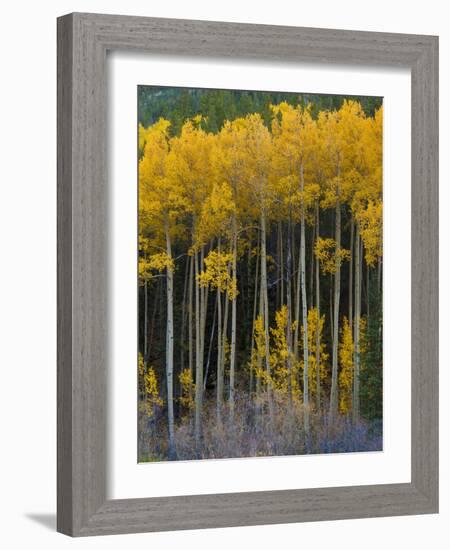 USA, Colorado. Bright Yellow Aspens in Rockies, Cottonwood Pass.-Anna Miller-Framed Photographic Print