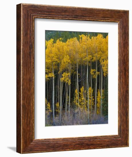 USA, Colorado. Bright Yellow Aspens in Rockies, Cottonwood Pass.-Anna Miller-Framed Photographic Print