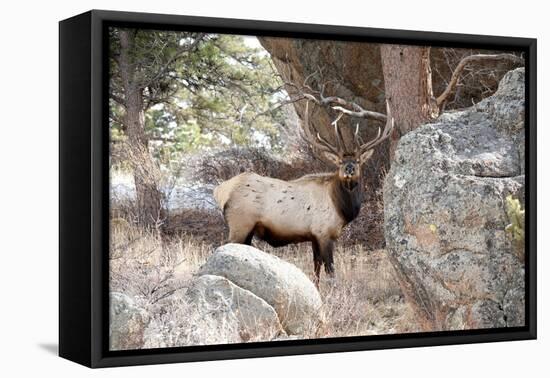 USA, Colorado, Bull Elk being Suspicious.-Michael Scheufler-Framed Premier Image Canvas