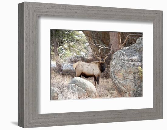 USA, Colorado, Bull Elk being Suspicious.-Michael Scheufler-Framed Photographic Print