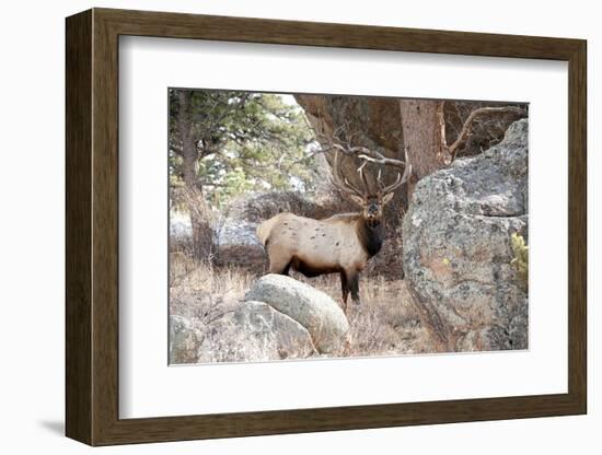 USA, Colorado, Bull Elk being Suspicious.-Michael Scheufler-Framed Photographic Print