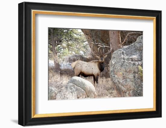 USA, Colorado, Bull Elk being Suspicious.-Michael Scheufler-Framed Photographic Print