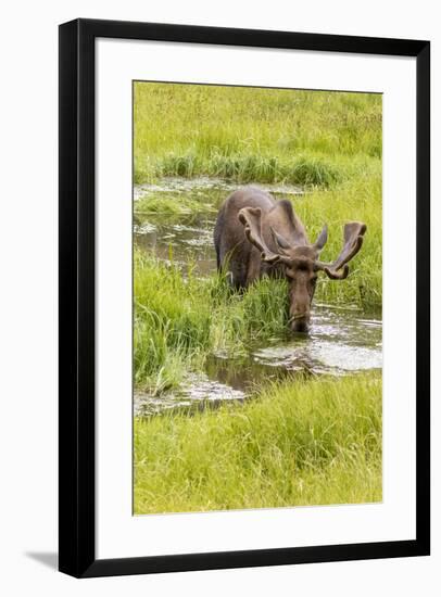 USA, Colorado. Bull moose in water.-Jaynes Gallery-Framed Photographic Print