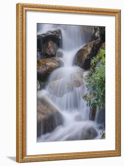 USA, Colorado, Clear Creek County. Close-Up of Cascade and Chiming Bells Flowers-Jaynes Gallery-Framed Photographic Print