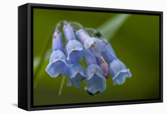 USA, Colorado, Clear Creek County. Detail of Chiming Bells Flowers-Jaynes Gallery-Framed Premier Image Canvas