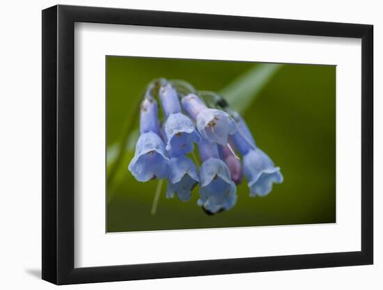 USA, Colorado, Clear Creek County. Detail of Chiming Bells Flowers-Jaynes Gallery-Framed Photographic Print