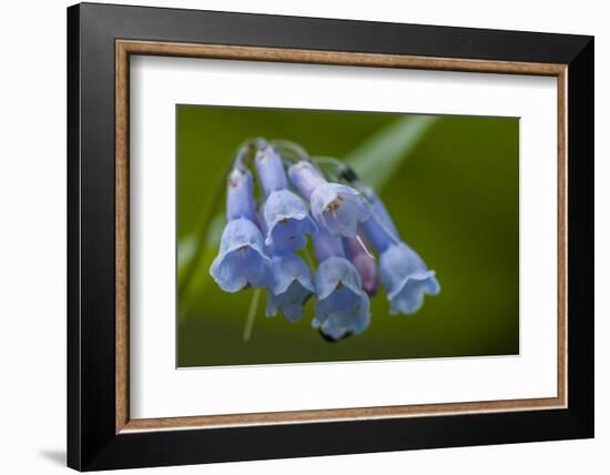 USA, Colorado, Clear Creek County. Detail of Chiming Bells Flowers-Jaynes Gallery-Framed Photographic Print