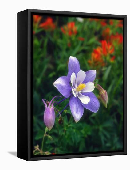 USA, Colorado, Columbine in Yankee Boy Basin in the Rocky Mountains-Jaynes Gallery-Framed Premier Image Canvas