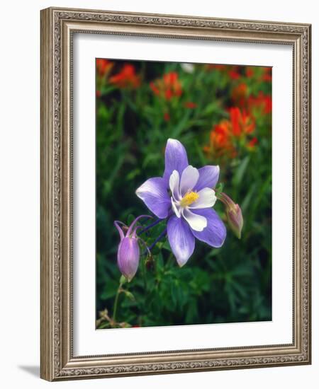 USA, Colorado, Columbine in Yankee Boy Basin in the Rocky Mountains-Jaynes Gallery-Framed Photographic Print