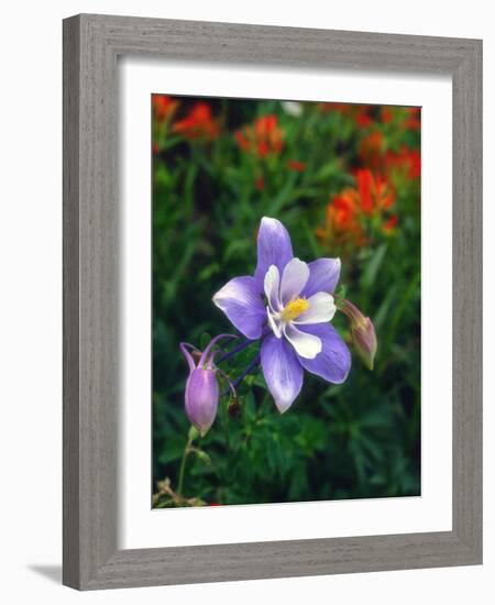 USA, Colorado, Columbine in Yankee Boy Basin in the Rocky Mountains-Jaynes Gallery-Framed Photographic Print