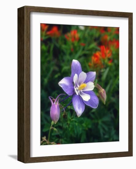 USA, Colorado, Columbine in Yankee Boy Basin in the Rocky Mountains-Jaynes Gallery-Framed Photographic Print