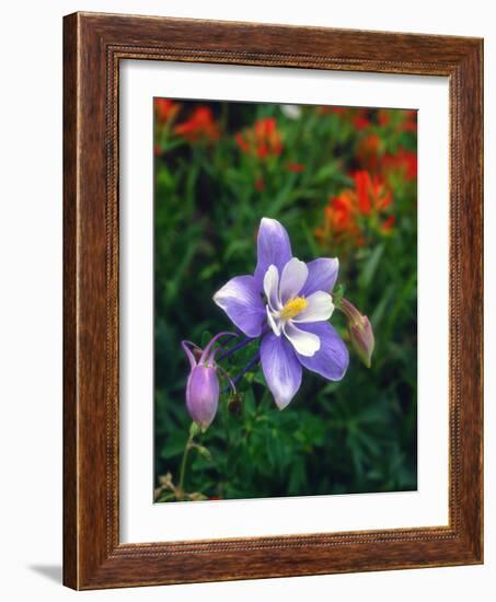 USA, Colorado, Columbine in Yankee Boy Basin in the Rocky Mountains-Jaynes Gallery-Framed Photographic Print