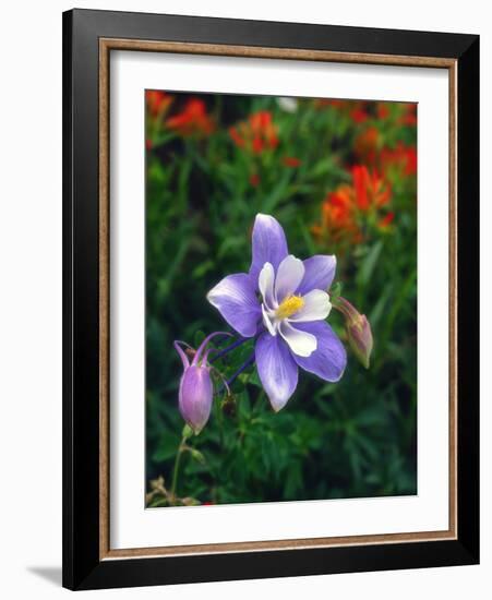 USA, Colorado, Columbine in Yankee Boy Basin in the Rocky Mountains-Jaynes Gallery-Framed Photographic Print