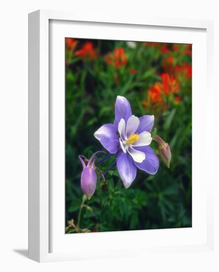 USA, Colorado, Columbine in Yankee Boy Basin in the Rocky Mountains-Jaynes Gallery-Framed Photographic Print