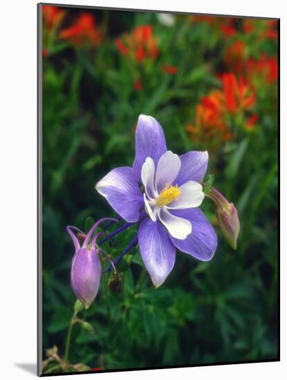 USA, Colorado, Columbine in Yankee Boy Basin in the Rocky Mountains-Jaynes Gallery-Mounted Photographic Print