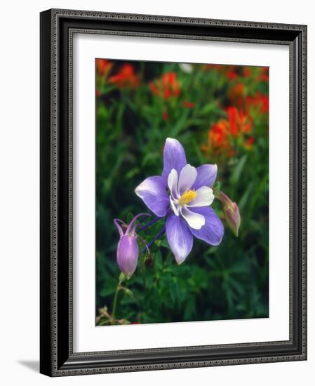 USA, Colorado, Columbine in Yankee Boy Basin in the Rocky Mountains-Jaynes Gallery-Framed Photographic Print