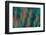 USA, Colorado, Crested Butte. Flower Abstract-Jaynes Gallery-Framed Photographic Print