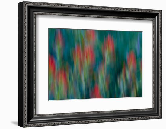 USA, Colorado, Crested Butte. Flower Abstract-Jaynes Gallery-Framed Photographic Print