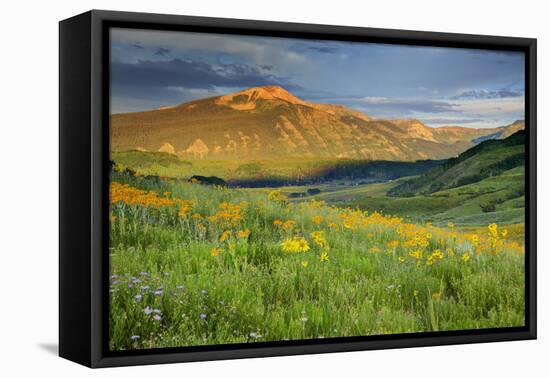 USA, Colorado, Crested Butte. Landscape of wildflowers and mountain.-Dennis Flaherty-Framed Premier Image Canvas
