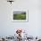 USA, Colorado, Crested Butte. Landscape of wildflowers and mountain.-Dennis Flaherty-Framed Photographic Print displayed on a wall