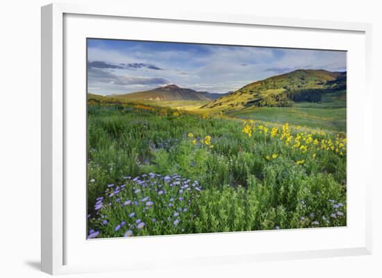 USA, Colorado, Crested Butte. Landscape of wildflowers and mountain.-Dennis Flaherty-Framed Photographic Print