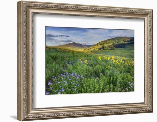 USA, Colorado, Crested Butte. Landscape of wildflowers and mountain.-Dennis Flaherty-Framed Photographic Print