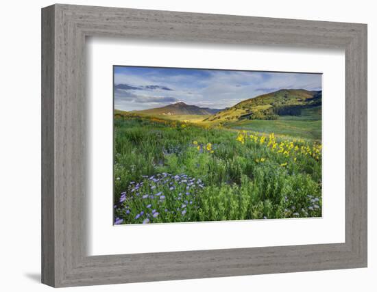 USA, Colorado, Crested Butte. Landscape of wildflowers and mountain.-Dennis Flaherty-Framed Photographic Print