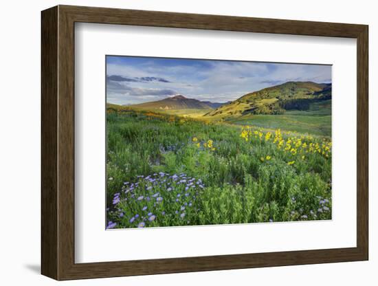 USA, Colorado, Crested Butte. Landscape of wildflowers and mountain.-Dennis Flaherty-Framed Photographic Print