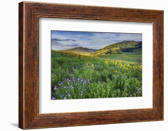 USA, Colorado, Crested Butte. Landscape of wildflowers and mountain.-Dennis Flaherty-Framed Photographic Print