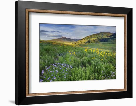 USA, Colorado, Crested Butte. Landscape of wildflowers and mountain.-Dennis Flaherty-Framed Photographic Print