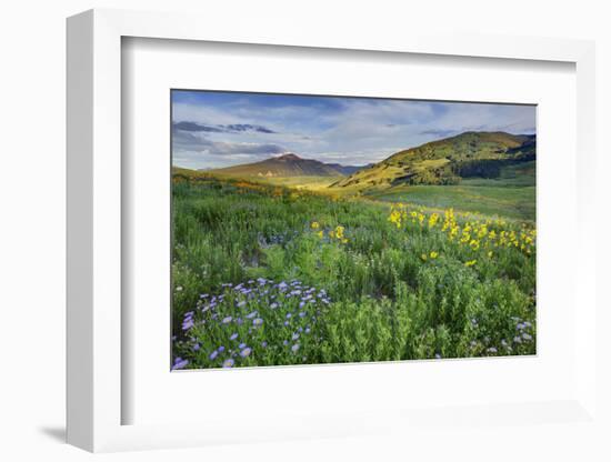 USA, Colorado, Crested Butte. Landscape of wildflowers and mountain.-Dennis Flaherty-Framed Photographic Print