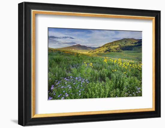 USA, Colorado, Crested Butte. Landscape of wildflowers and mountain.-Dennis Flaherty-Framed Photographic Print