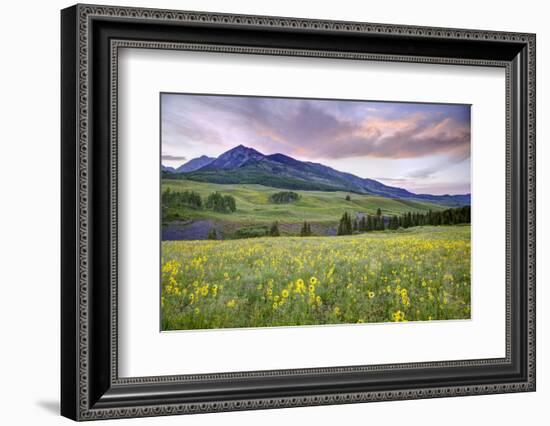 USA, Colorado, Crested Butte. Landscape of wildflowers and mountain.-Dennis Flaherty-Framed Photographic Print