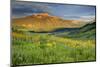 USA, Colorado, Crested Butte. Landscape of wildflowers and mountain.-Dennis Flaherty-Mounted Photographic Print