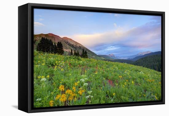 USA, Colorado, Crested Butte. Landscape of wildflowers and mountains.-Dennis Flaherty-Framed Premier Image Canvas