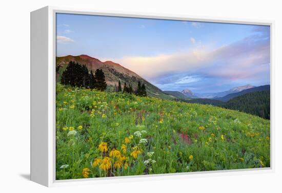 USA, Colorado, Crested Butte. Landscape of wildflowers and mountains.-Dennis Flaherty-Framed Premier Image Canvas