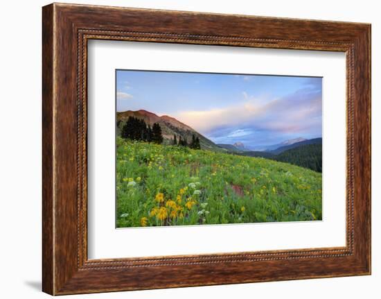 USA, Colorado, Crested Butte. Landscape of wildflowers and mountains.-Dennis Flaherty-Framed Photographic Print