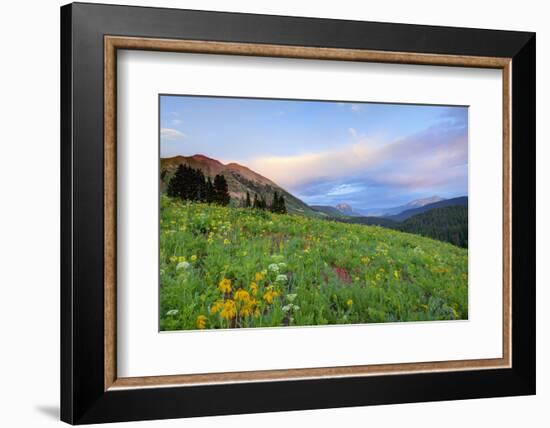 USA, Colorado, Crested Butte. Landscape of wildflowers and mountains.-Dennis Flaherty-Framed Photographic Print